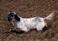 Setter Anglais UNE BELLE DE L'OREE DU BOIS BECASSES Setter Anglais UNE BELLE DE L'OREE DU BOIS BECASSES